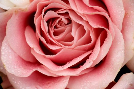 Big pale pink rose in a floral wedding decoration