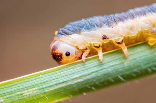 a caterpillar sits on a stalk in a meadow