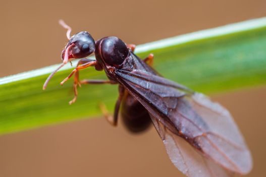 a big black ant sits on a stalk in a meadow
