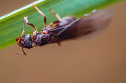 a big black ant sits on a stalk in a meadow