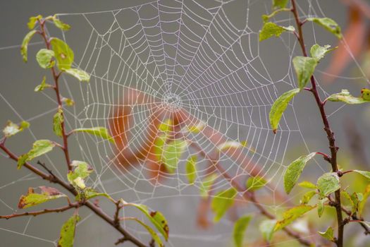 a spider web with dewdrops on a meadow in summer