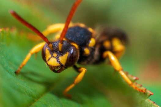 a wasp sits on a leaf in a meadow