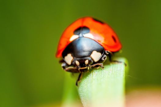 a red ladybug sits on a blade of grass in a meadow