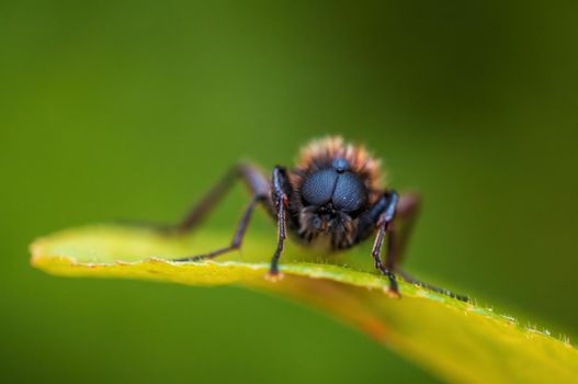 a March fly sits on a leaf in a forest