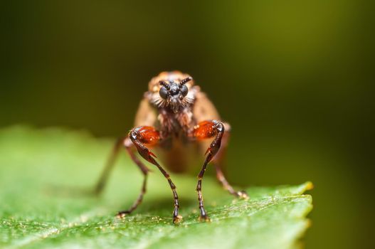 a robber fly sits on a leaf and waits for prey