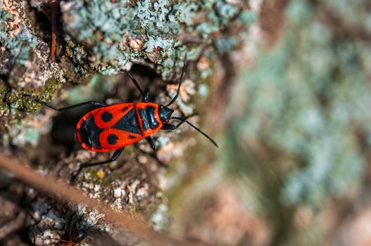 a fire bug sits on the bark of a tree