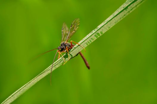 a wasp sits on a stalk in a meadow