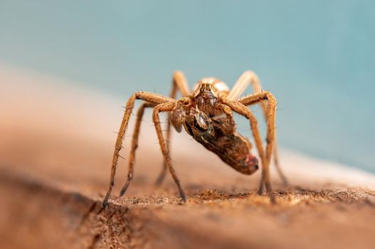 a predatory spider with prey as a bridal gift