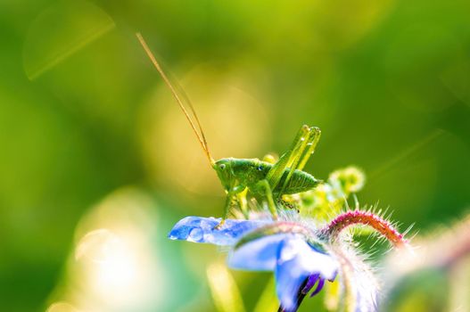 a green grasshopper sits on a flower in a meadow
