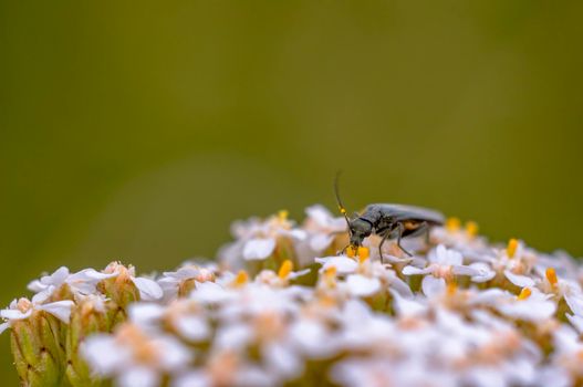 a beetle sitting on a white umbel of flowers in a meadow in summer