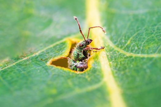 a green weevil sits on a leaf in a meadow