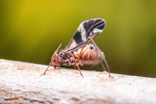 a aphid sits on a leaf on a tree
