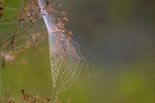 a spider web with dewdrops on a meadow in summer
