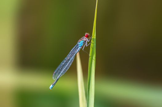 a blue damselfly dragonfly sits on a stalk in a meadow