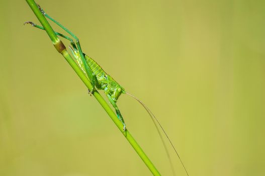 a green grasshopper sits on a stalk in a meadow