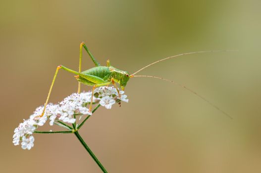 a green grasshopper sits on a flower in a meadow