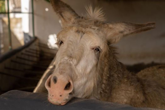 close-up of an old white donkey looking at the camera while closing his eyes