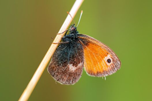 a brown butterly sits on a stalk in a meadow