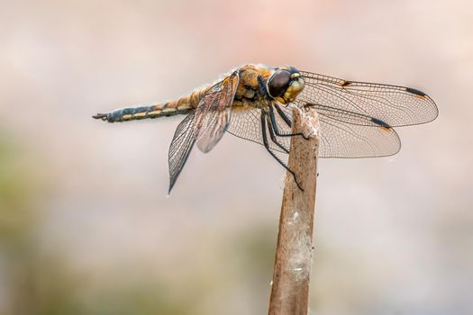 a anisoptera dragonfly sits on a stalk in a meadow