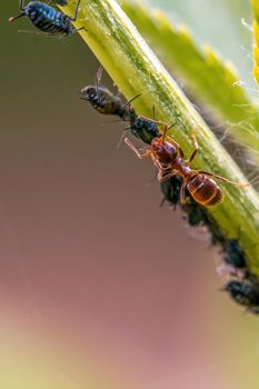 a ant breeds aphids for its honeydew