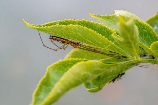 a stretch spider is waiting for its prey on a leaf
