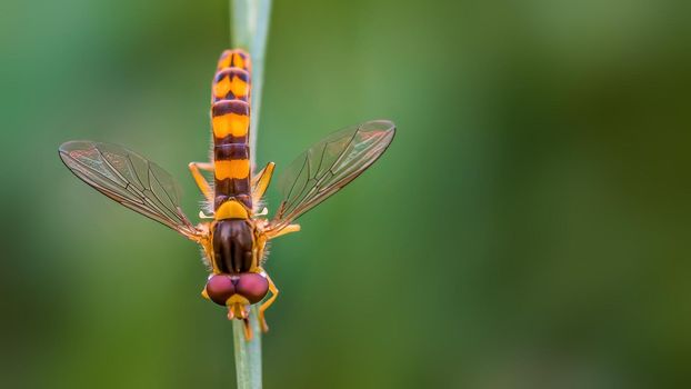 a hoverfly sits on a blade of grass in a meadow
