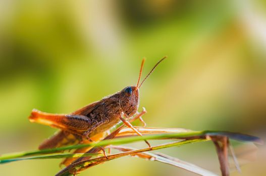 a brown grasshopper sits on a stalk in a meadow