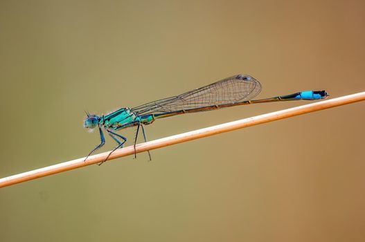 a blue damselfly dragonfly sits on a stalk in a meadow