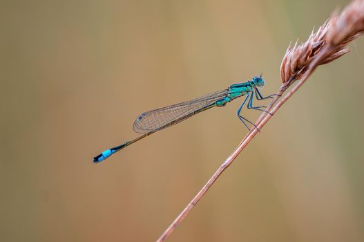 a blue damselfly dragonfly sits on a stalk in a meadow