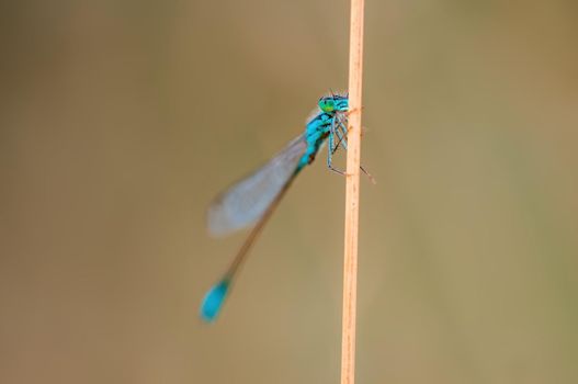 a blue damselfly dragonfly sits on a stalk in a meadow