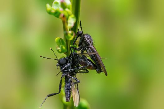 2 robber flies eat a march fly during mating