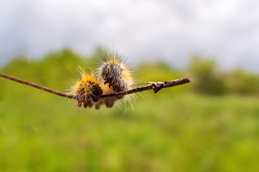 a caterpillar sits on a stalk in a meadow