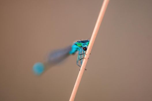 a blue damselfly dragonfly sits on a stalk in a meadow