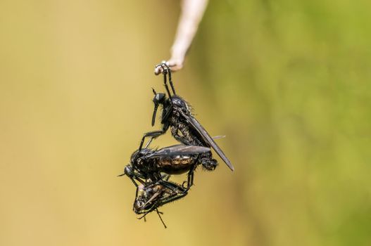 2 robber flies eat a march fly during mating