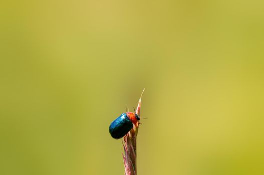 a green beetle sits on a stalk in a meadow