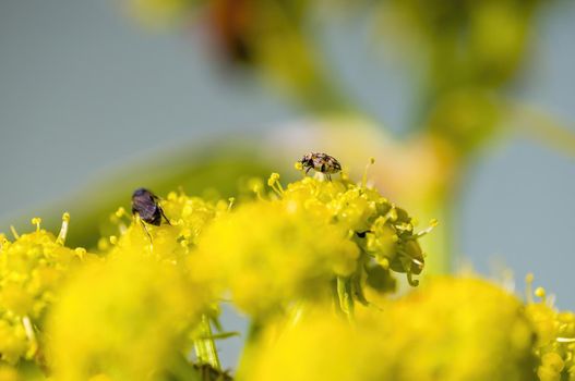 a small beetle sits on a flower in a meadow