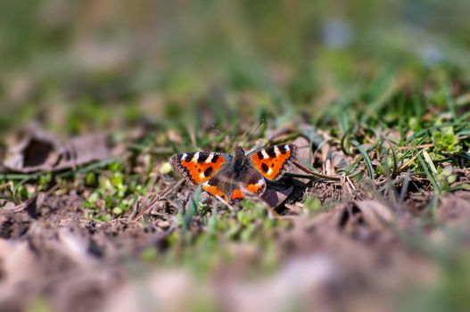 a peacock butterfly sits on a stalk in a meadow