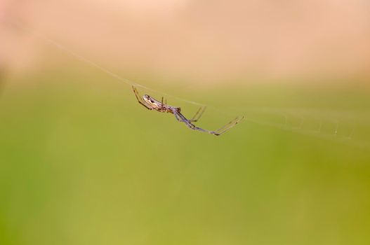 a spider sits in its web and waits for prey