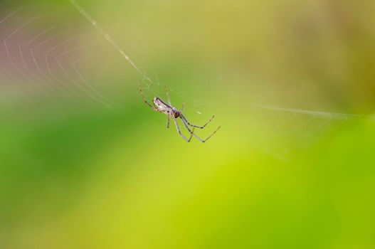 a spider sits in its web and waits for prey