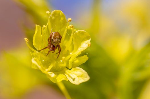 a small spider is waiting for its prey on a leaf