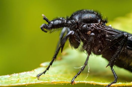 a March fly sits on a leaf in a forest