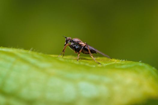 a robber fly sits on a leaf and waits for prey