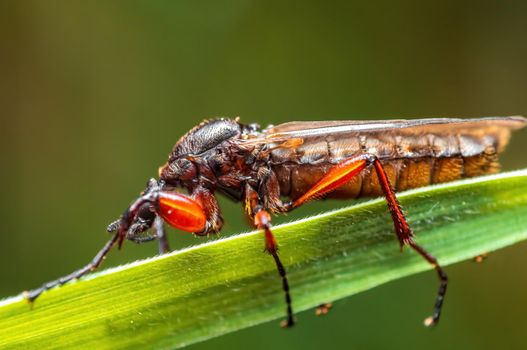a March fly sits on a blade of grass in a meadow