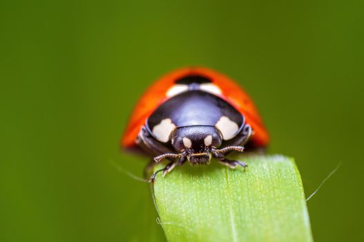 a red ladybug sits on a blade of grass in a meadow