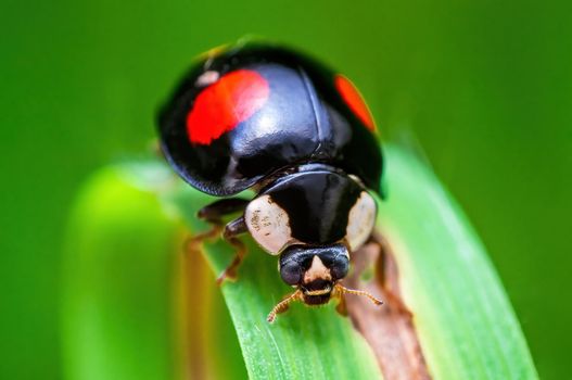 a black ladybug sits on a blade of grass in a meadow