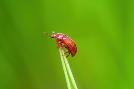 a brown bug sits on a stalk in a meadow