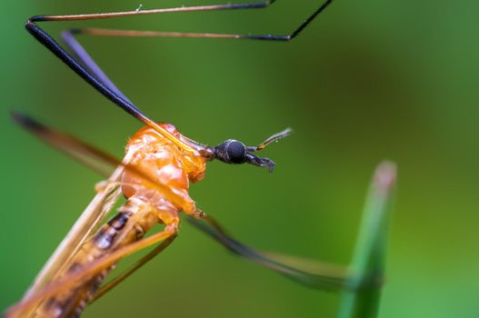 a crane fly sits on blades of grass in a meadow