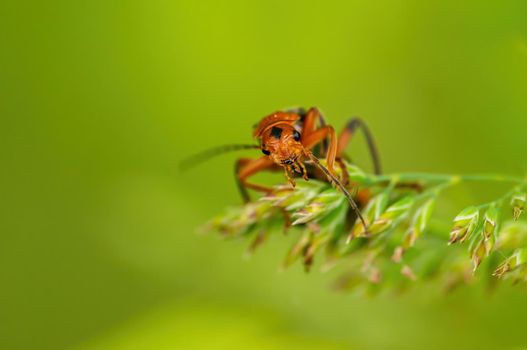 a red bloodsucker beetle sits on a stalk in a meadow