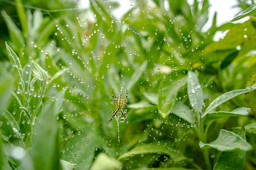 a wasp spider sits in its web and waits for prey