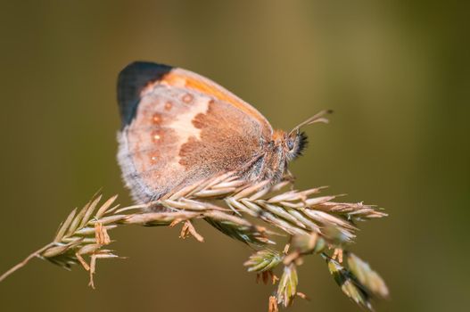 a brown butterly sits on a stalk in a meadow